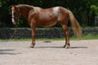 Toller Quarter Horse/Appaloosa Pony Mix Hengst