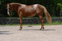 Toller Quarter Horse/Appaloosa Pony Mix Hengst