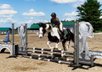  11 yr old Black and white paint gelding.