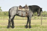 Stunning 16.1hh 5yr old blue roan registered Friesian