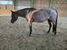 Menschenbezogene Bay Roan QH Stute mit bester Abstammung