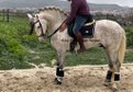 Impressive/Barock stallion PRE