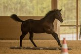 Prämierter Quarter Horse Nachwuchshengst mit Ausstrahlung