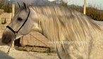 Amazing stallion andalusian horse (PRE)