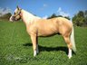 Youngster der Extraklasse: Palomino Quarter Horse Hengst 