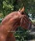 Barock and beatufiul stallion PRE