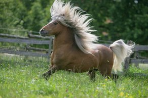 Horse Breed Classic Pony