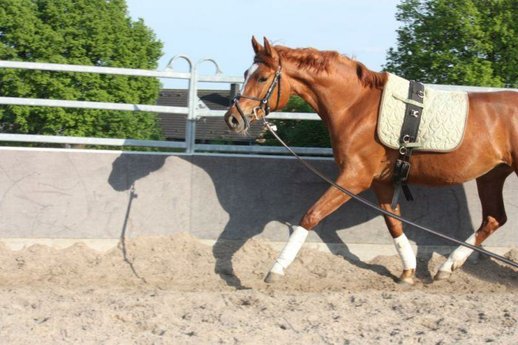  3 year Prince piccolo junior