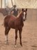 Typvoller Quarter Horse Youngster mit Top-Abstammung