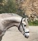 Nice grey stallion Spanish Horse (Piro FREE)!!