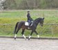 Dressage youngsters with convincing quality of movement 