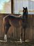 Typvoller Quarter Horse Youngster mit Top-Abstammung