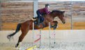 allrounder with perfect brain, hunter, equitation
