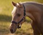 Bildschöner Quarter Horse Nachwuchs von Best Spook