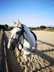 Armonía – Reliable PRE mare for leisure & dressage