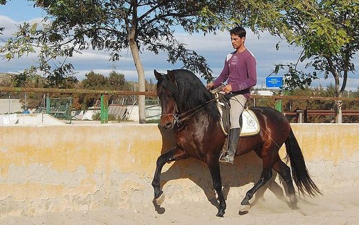 GANADOS CHANDO FARM