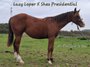 Bildhübsche AQHA Quarter Horse Stute, Tochter von Lazy Loper