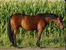 Bildhübsche Quarter Horse Stute mit Talent und Perspektive