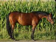 Bildhübsche Quarter Horse Stute mit Talent und Perspektive