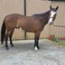 Strong and gentle 12 yr old Reg APHA gelding