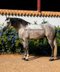 Handsome grey Spanish Horse