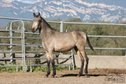 1.5 year old PRE Buckskin stallion - directly from the breeder