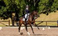 Fourth Level Dressage Horse with the Foundation for PSG