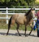 Hancock meets Cowhorse - eine QH Stute, die begeistert