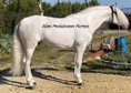 Impressive white stallion PRE