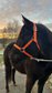 Beautiful and expressive QH mare - Foundation bred