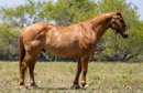 Calm and Gentle Kid Safe Quarter Horse