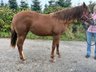Top double-registered Quarter Horse young mare