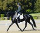 Elegant black piro free Lusitano gelding 