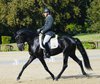 Elegant black piro free Lusitano gelding 