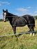 Beautiful, black Quarter Horse Yearling with top Reining Pe