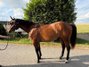 Traumhafte Quarter Horse Stute mit top Allroundabstammung