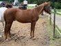 Vielversprechender Quarter Horse Hengst mit top Abstammung