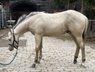 Traumhafter Buckskin Paint Horse Hengst - sportlich & liebenswert