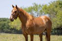 Sehr ruhiges und kindersicheres Quarter Horse