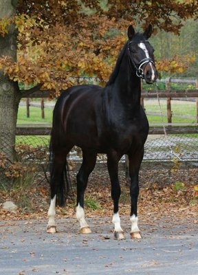 Prämienstute , tragend 