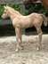 Charmanter Palomino Quarter Horse Hengst mit Reining-/Allround-Pe