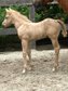 Charmanter Palomino Quarter Horse Hengst mit Reining-/Allround-Pe