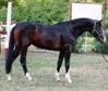 Horse for sale