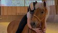 Besonderes Pferd sucht seinen Herzensmenschen
