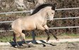 Sugar-sweet PRE Buckskin stallion - currently approx. 1.63 m