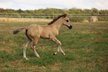 Grullo Quarter Horse Yearling