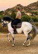 Very nice LUSITANO / PSG LEVEL