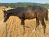 Typvolle Paint Horse Stute mit traumhaftem Charakter 