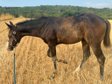 Typvolle Paint Horse Stute mit traumhaftem Charakter 