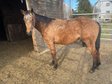 cuddly, affectionate Quarter Horse mare with good paper